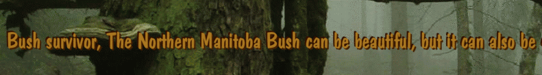 Bush survivor, The Northern Manitoba Bush can be beautiful, but it can also be cruel