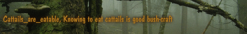 Cattails_are_eatable, Knowing to eat cattails is good bush-craft