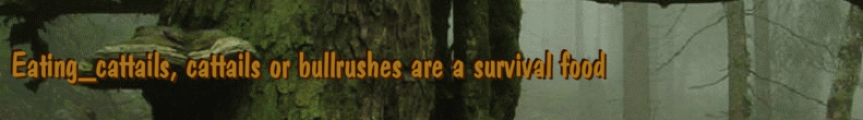 Eating_cattails, cattails or bullrushes are a survival food