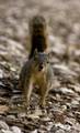 Squirrels are abundant in Manitoba Squirrels are abundant in Manitoba