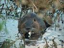 Beavers can make a meal too Beavers can make a meal too