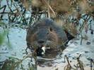 Beavers can make a meal too