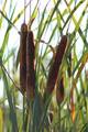 Cattails, a common source of survival food