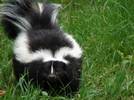 Skunks are eatable too Skunks are edible too
