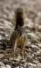Squirrels are abundant in Manitoba Squirrels are abundant in Manitoba