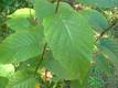Black Birch is a great source of emergency food