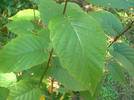 Black Birch is a great source of emergency food. The inner bark can also be ground up to use as a flour substitute. Black Birch is a great source of emergency food.