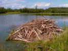 Beaver Dam in the Wilderness Beaver Dam in the Wilderness