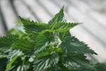 The stinging nettle is a great source of vitamin A and C The stinging nettle is a great source of vitamin A and C