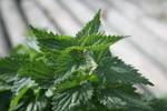 The stinging nettle is a great source of vitamin A and C The stinging nettle is a great source of vitamin A and C
