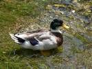 Ducks make a very tasty meal Ducks make a very tasty meal