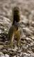 Squirrels can be a great food source in the wilderness