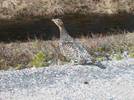 The grouse is a very tasty meal. The grouse is a very tasty meal.