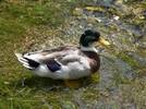 Ducks make a very tasty meal Ducks make a very tasty meal