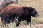 Black Bear Encounters Black Bear Encounters
