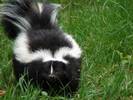 Skunks are eatable too Skunks are edible too
