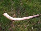 A Rabbit Stick is a supperb hunting tool for small game A Rabbit Stick is a supperb hunting tool for small game