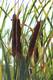 Cattails, a great survival food