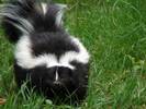 Skunks are edible too