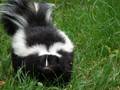 Even skunks are edible