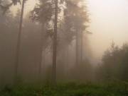 morning in the wild morning in the wild