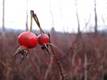 The best time to pick Rosehips is the fall