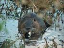 Beavers can make a meal too