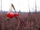 Rosehips are packed with vitamin C, B, E beta carotene, and riboflavin. Rosehips are packed with vitamin C, B, E beta carotene, and riboflavin.