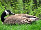 The goose makes a large and tasty meal. The goose makes a large and tasty meal.