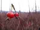 Rosehips are packed with vitamin C, B, E beta carotene, and riboflavin.