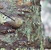 Blisters on White Spruce Trees contain natural antiseptics