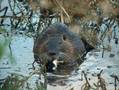 Make a meal from a beaver